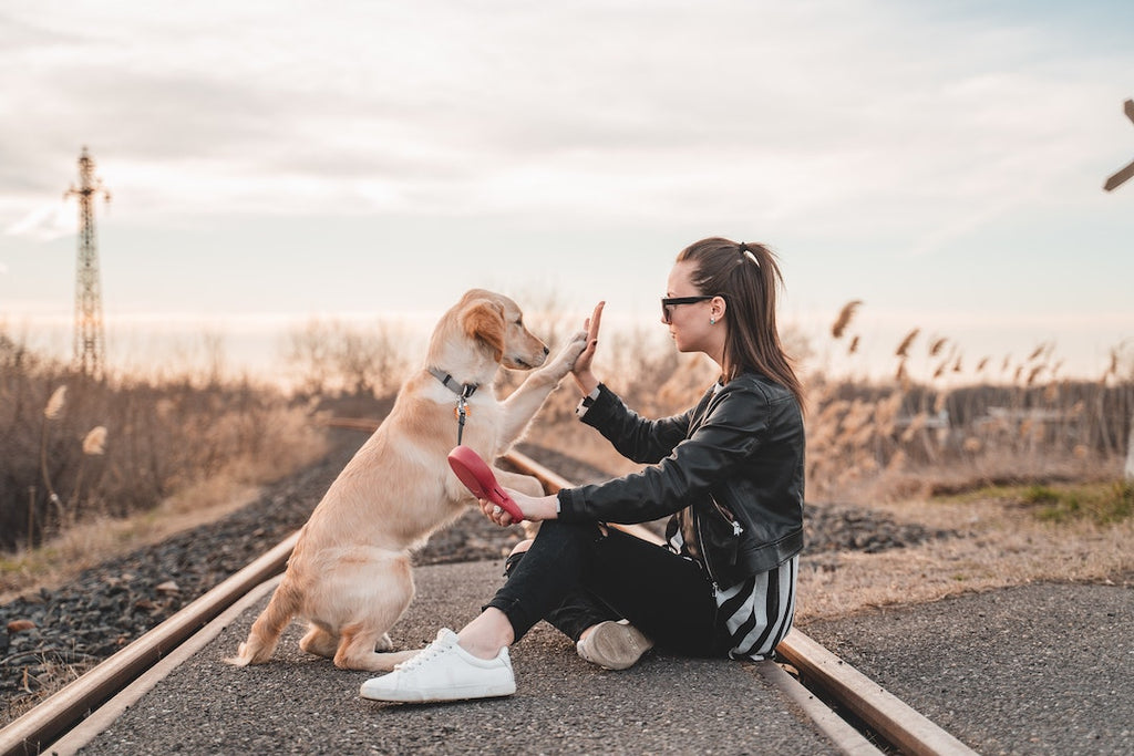 Adiestra a tu perro. ¿Adiestramiento tradicional o en positivo?