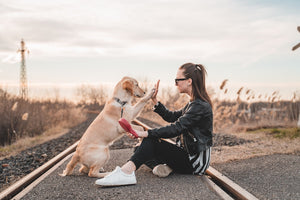 Adiestra a tu perro. ¿Adiestramiento tradicional o en positivo?