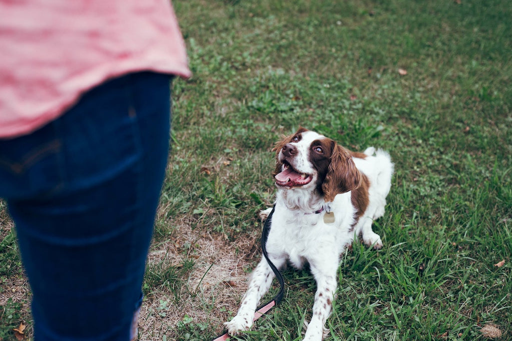 Adiestrar a tu perro con métodos tradicionales tiene efectos negativos