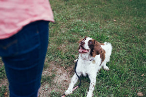 Adiestrar a tu perro con métodos tradicionales tiene efectos negativos