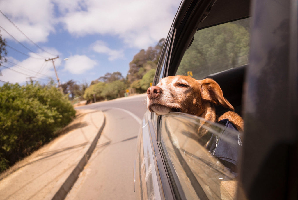 No arriesgues la vida de tu perro, sujétalo en el vehículo