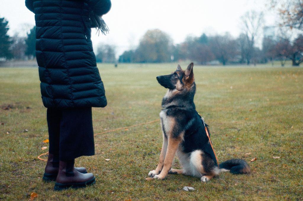 Adiestra a tu perro sin efectos negativos. ¿Pechera o collar?