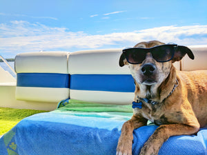 ¡Prepárate para el verano! Consejos para disfrutarlo junto a tu perro.