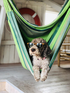 Cáncer de piel en perros